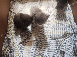 5 cute half ragdoll kittens
