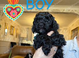 Stunning Cavapoo puppies for sale