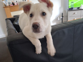 German Shepherd x Akita