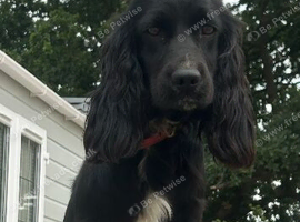 Beautiful cockapoo puppy&rsquo;s READY NOW