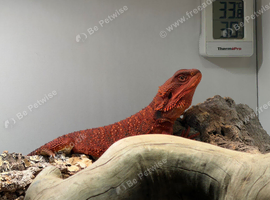 100 Red Monster - Bred By Red Monster UK
