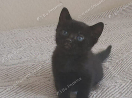 Black boy 9 weeks ready to be rehomed