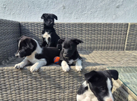 4 females ready for new homes
