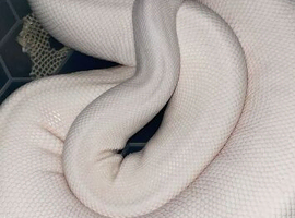 Group of ball pythons!