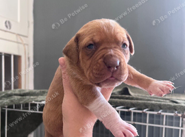 Mastiff/American bulldog