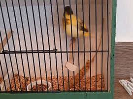 Fife canary