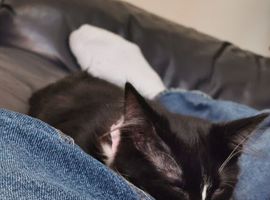 Cat Adoption