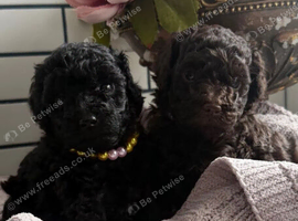 Beautiful litter of Toy Poodle Puppies