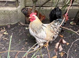 Rockin Cockerel Looking for new pastures