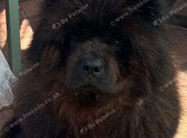 Choc Chow Chow