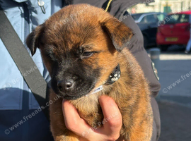 Beautiful Jack Russel puppy for sale