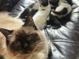 kittens for sale ragdoll x dometic family pets