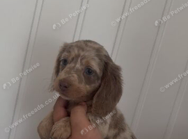 Miniature dachshunds