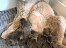 Stunning British shorthaired kittens from champion bloodlines