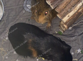 two male guinea pigs with all there stuff