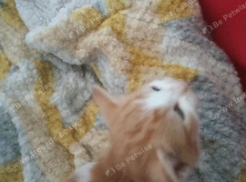 Kittens for sale