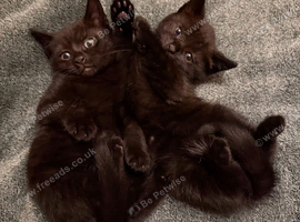 Two beautiful brothers