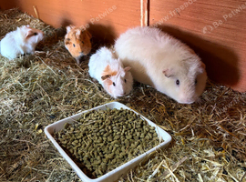 Baby female guniea pigs ready to be reserved