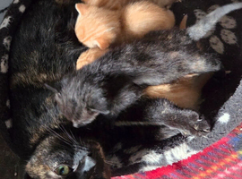 Farm Kittens