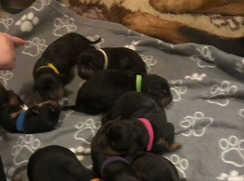 Gorgeous rottie pups
