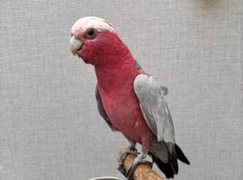 Cherry Galah Cockatoo