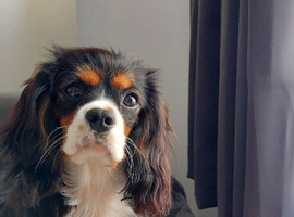 Cavalier King Charles Spaniel Stud Dog &ndash; Chatham