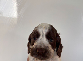 Outstanding cocker spaniels
