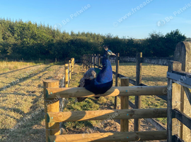 Peacock Palace Rescue and Rehoming centre