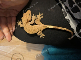 Breeding pair of crested geckos with large vivarium