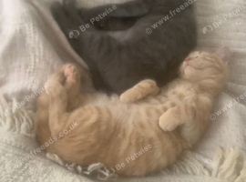 Two male kittens grey and ginger
