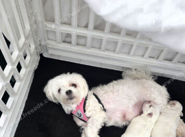 Pur Breed Maltese