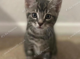 Beautiful kittens looking for a forever home