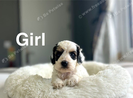 Lovely cockapoo girls and boys ready 7th November