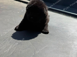 Chow chow for sale