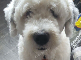 3 year old Olde English Sheepdog for stud