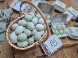 Fertilised indian runner duck eggs