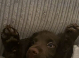 working cocker spaniel for stud