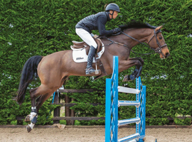 Looking for a pony to loan {over 13hh}