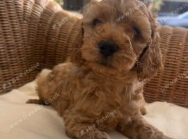 Red & golden cockapoo puppies