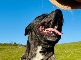 Dark merle staffy