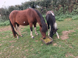 DHP mare and foal