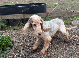 Show cocker spaniel