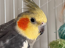 Beautiful cockatiel