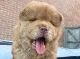 Chow chow puppies