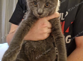 Grey boy kitten