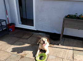 8 month old male labrador
