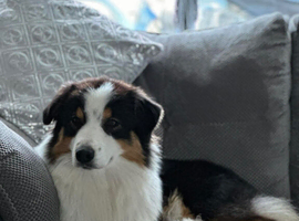 Australian Shepherd Black Tri Female