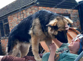 BEAUTIFUL LONG/SEMI LONG COATED GERMAN SHEPHERD PUPPIES