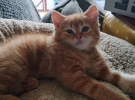 Kittens ready for rehoming