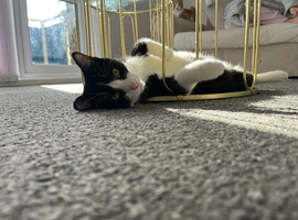 1 year old male cat